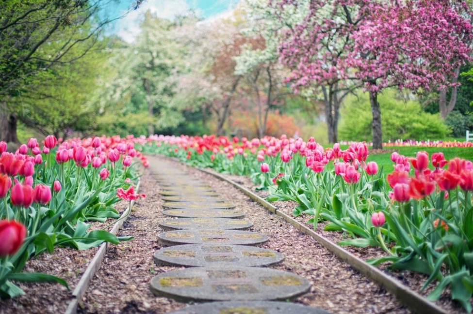 Allée en dalles de pierre et en gravier bordée de tulipes roses et rouges
